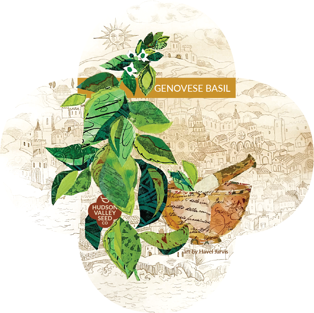 Meet the Artist Genovese Basil Hudson Valley Seed Company