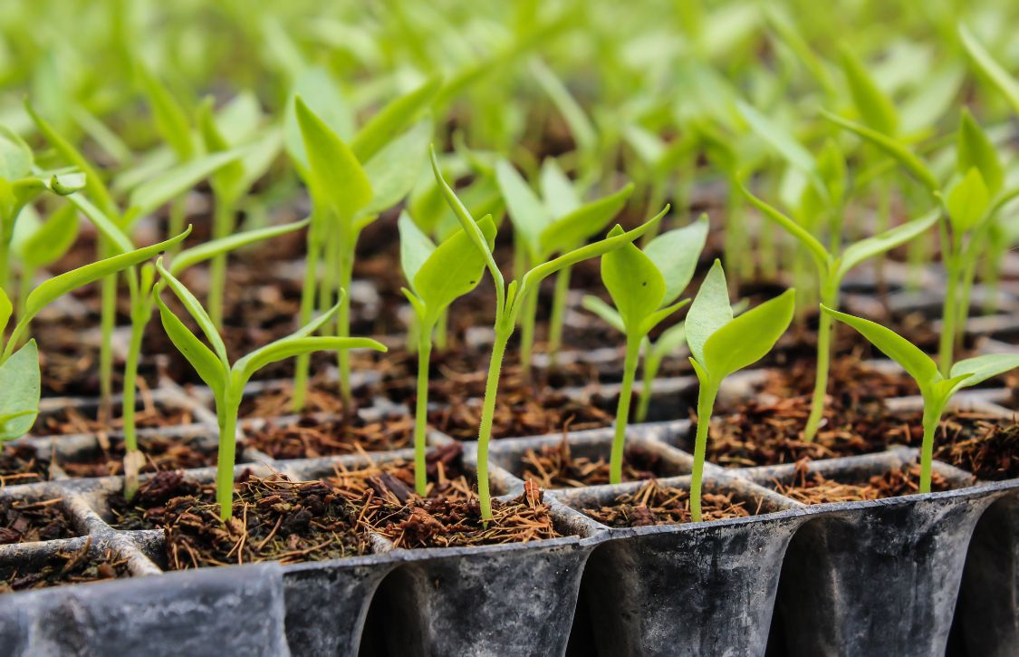 Seed-Starting 101: Transplanting and Troubleshooting