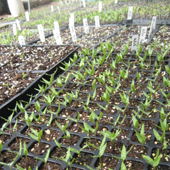 Making Peppers Pop and Eggplants Emerge