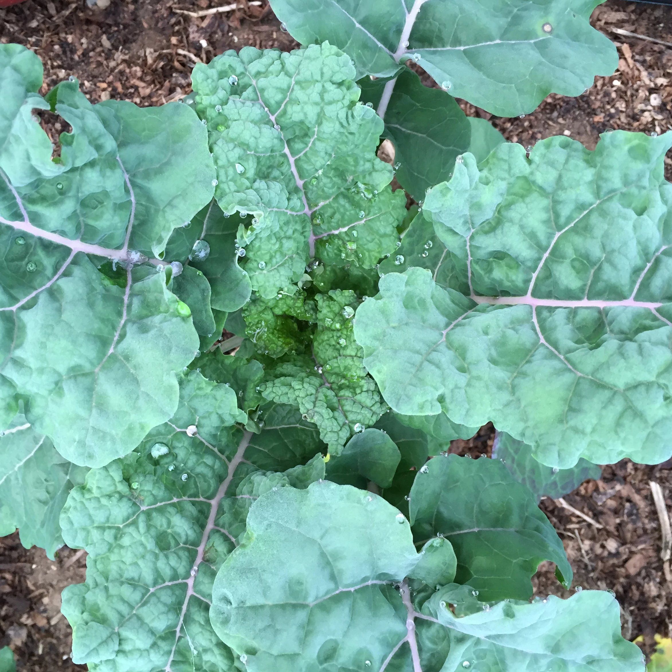 Brassicas