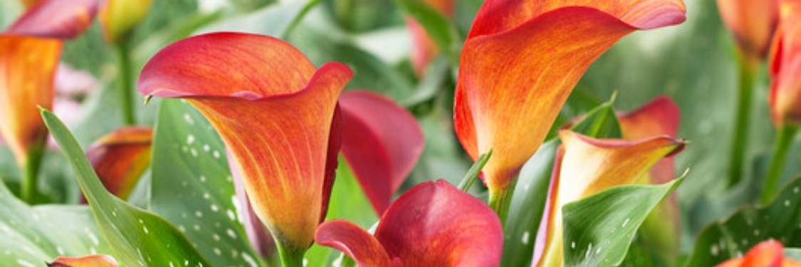 Calla Lily