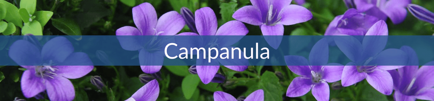 Campanula