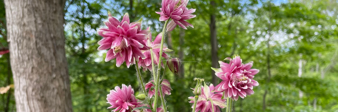 Columbine