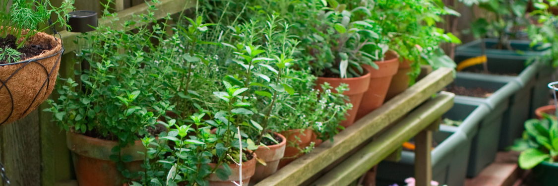 Container-Friendly Seedlings