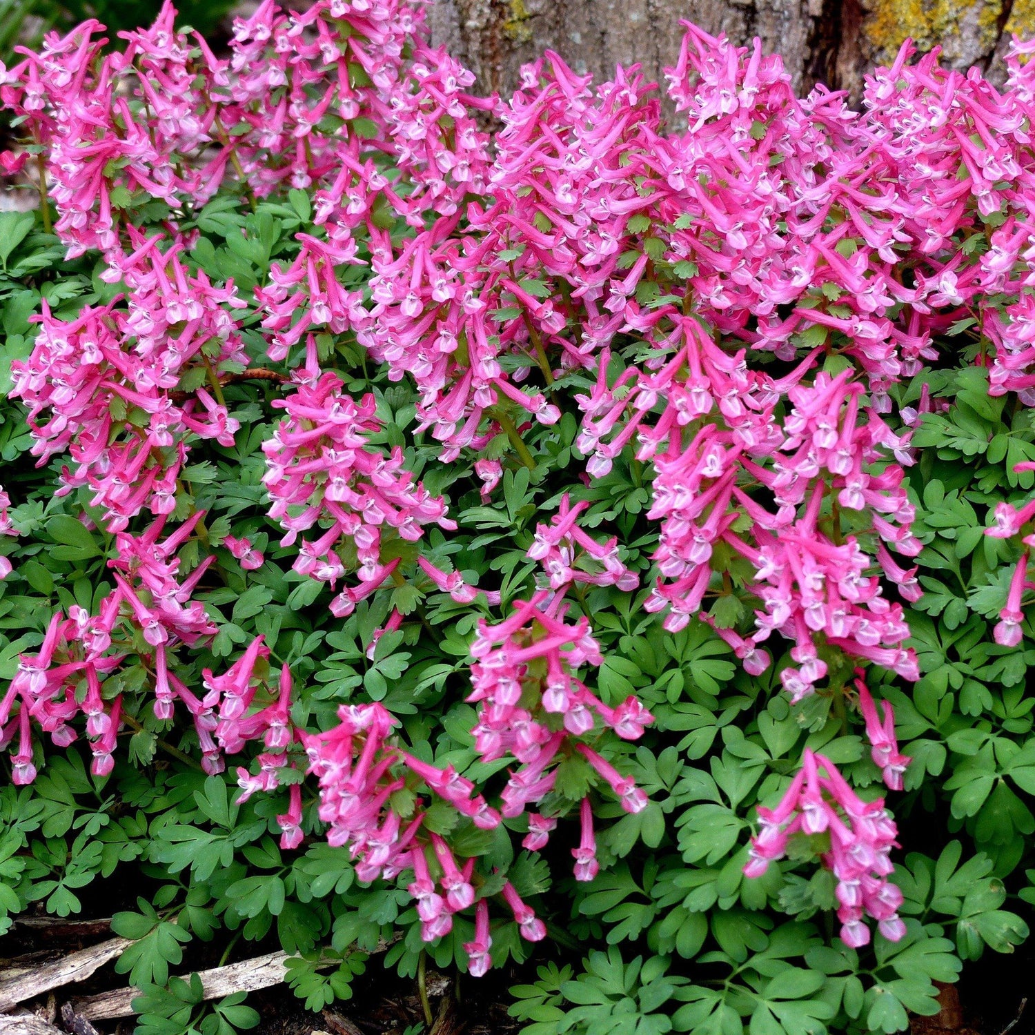 Corydalis