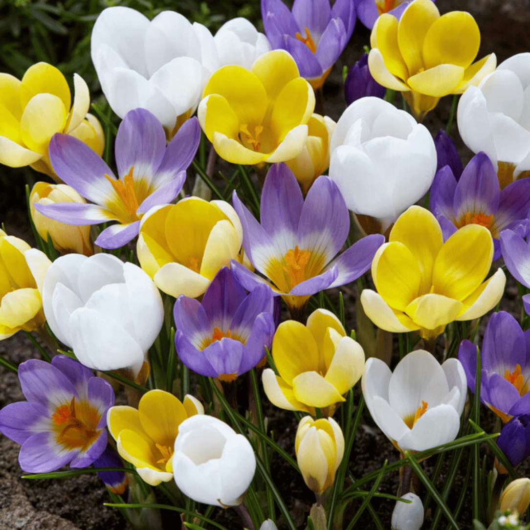 Crocus from Hudson Valley Seed Co – Hudson Valley Seed Company