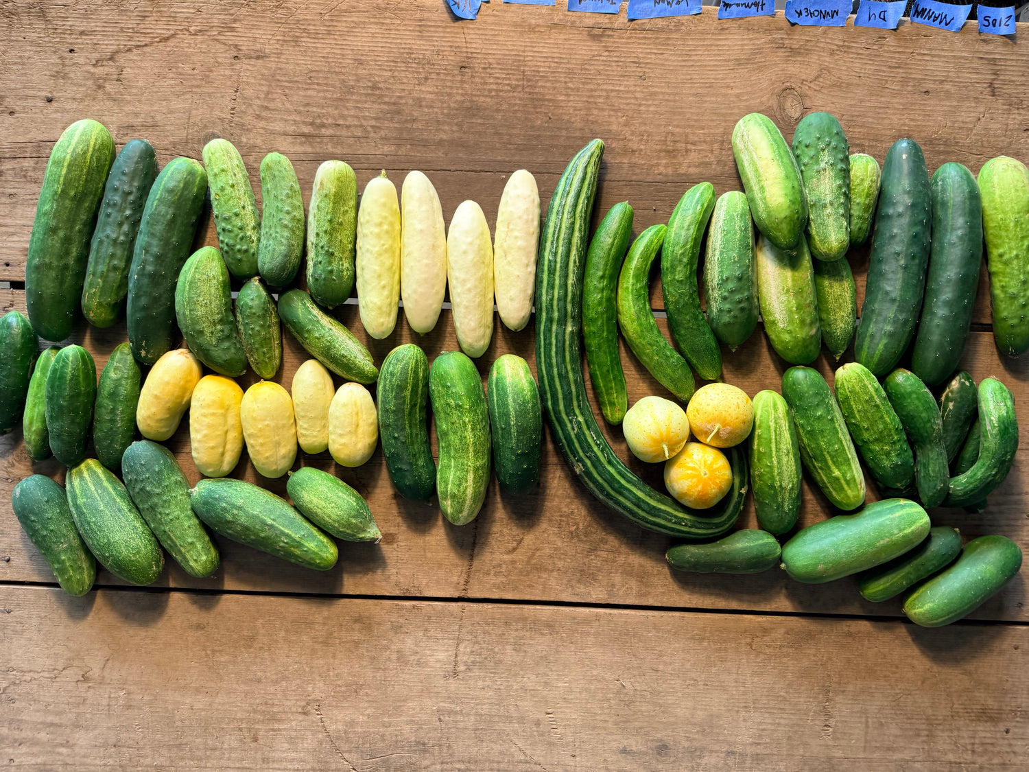 Cucumbers