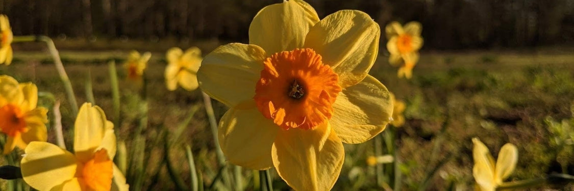 Fall-Planted Bulbs