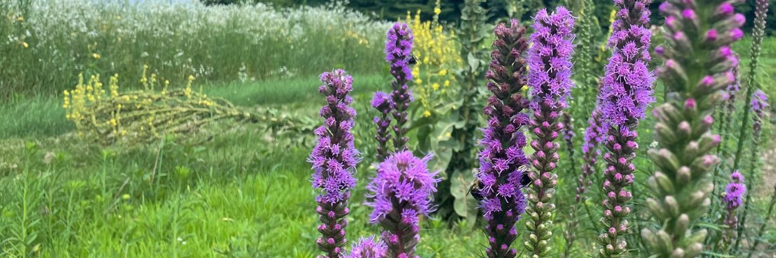 Liatris