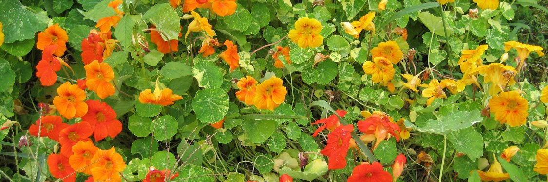 Nasturtium