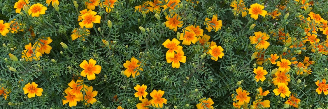 Marigold