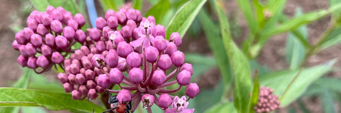 Milkweed