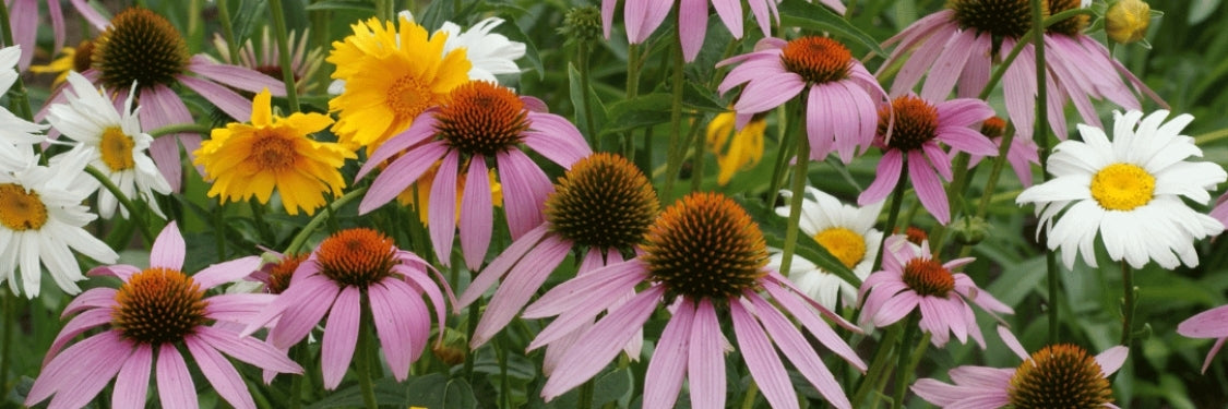 Edible Flowers