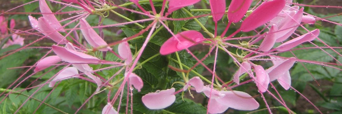 Cleome