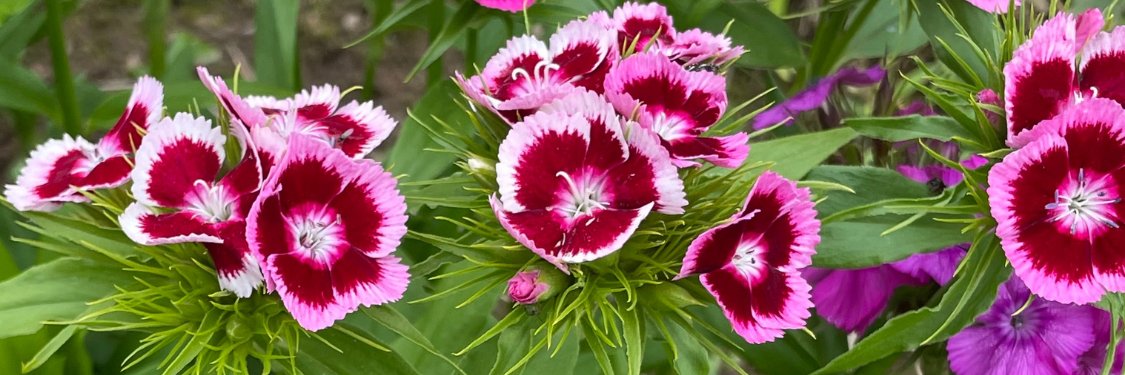 Dianthus