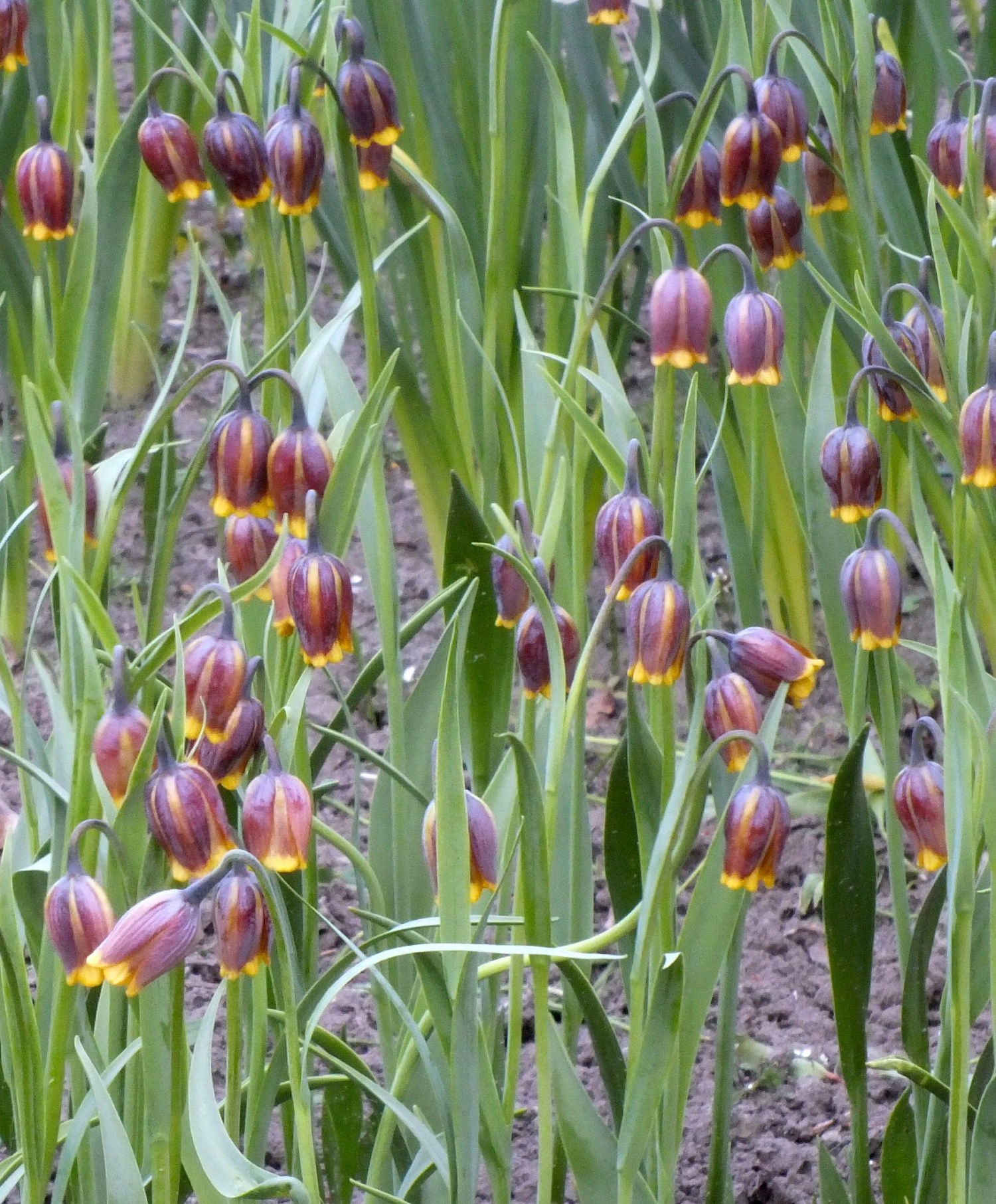 Fritillaria