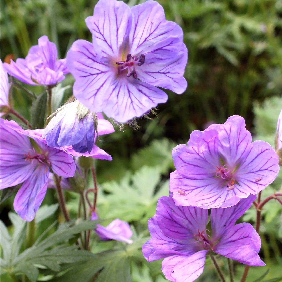 Geranium Bulbs – Hudson Valley Seed Company