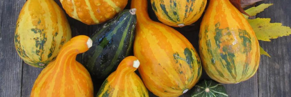 Gourds