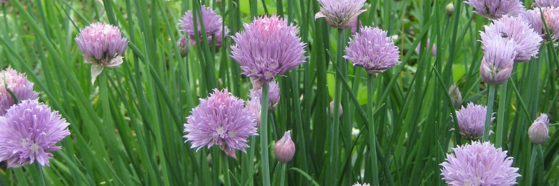 Chives