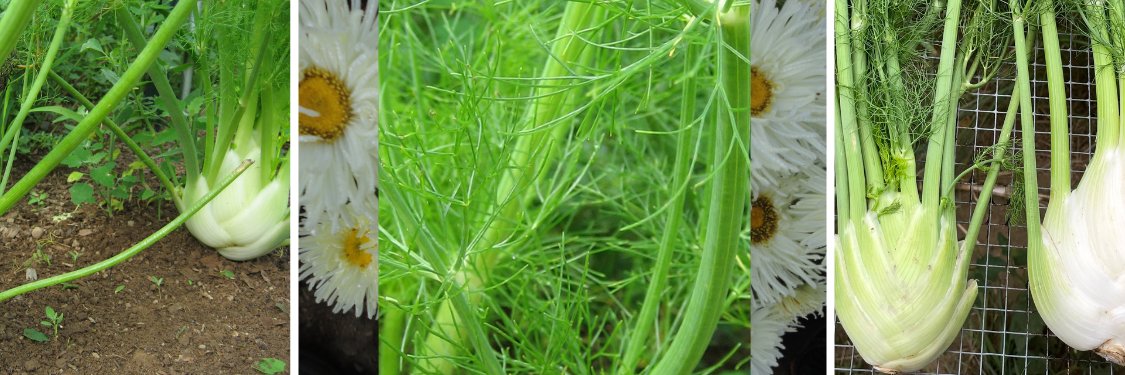 Fennel