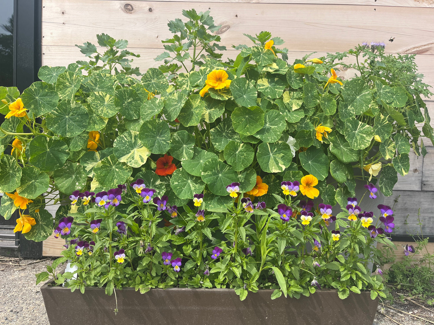 Gardening for Beginners