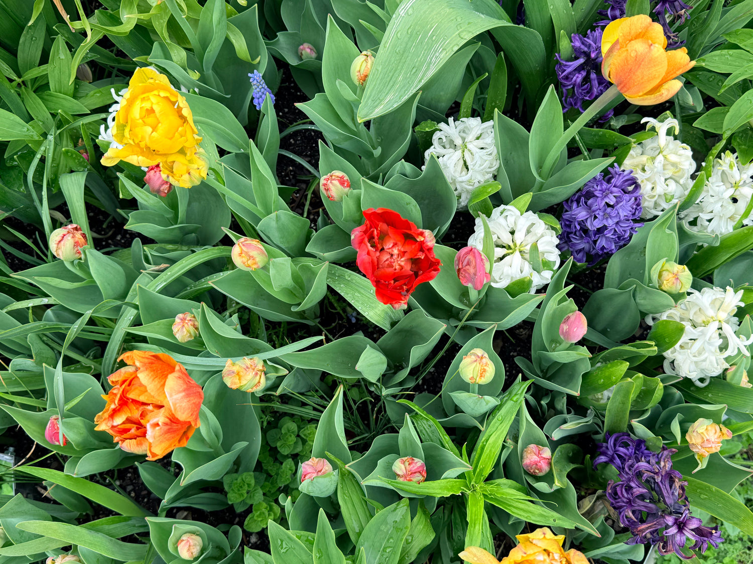 Fall-Planted Bulbs