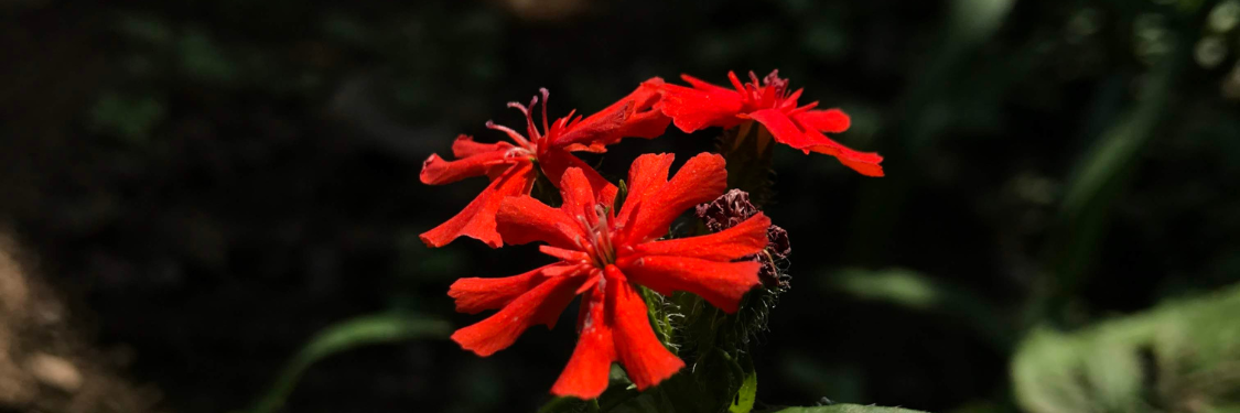 Lychnis