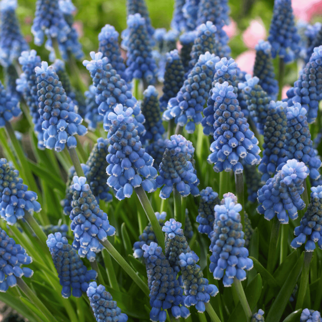 Muscari