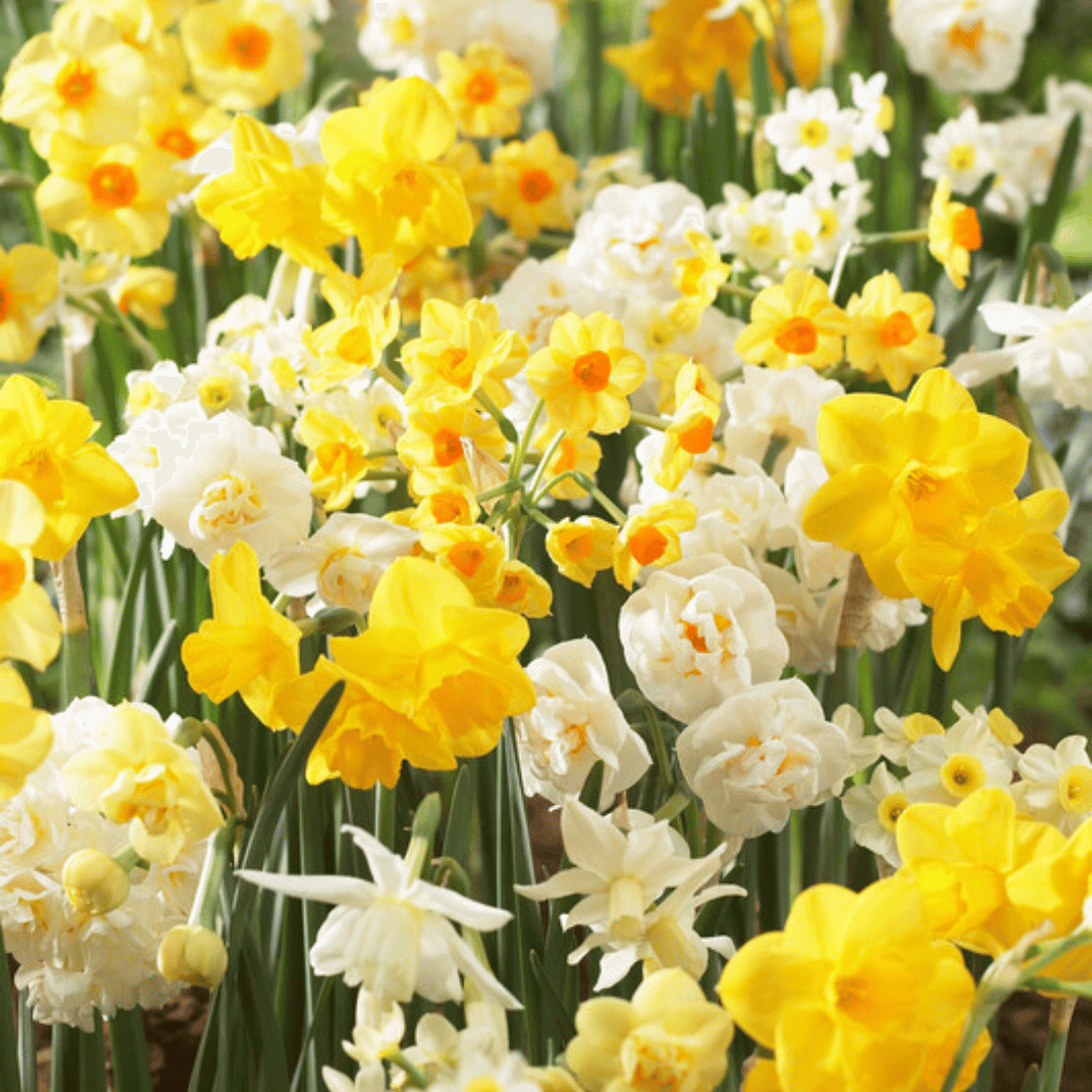 Narcissus