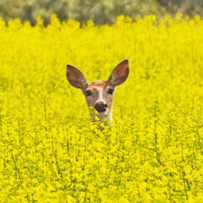 Deer Resistant Blooms