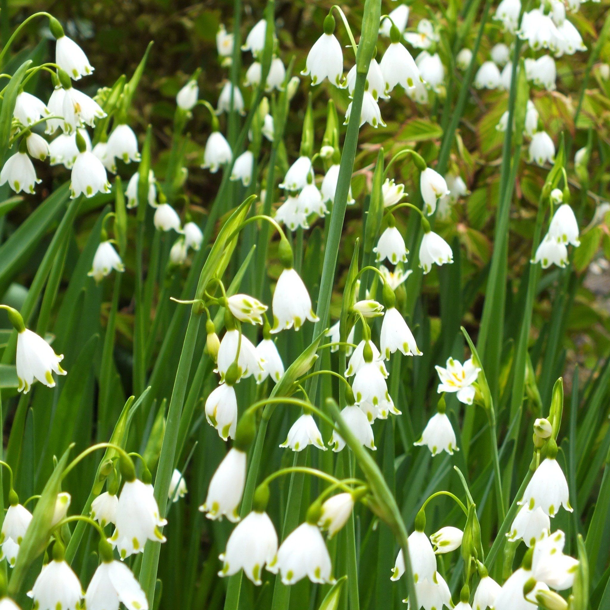 Leucojum