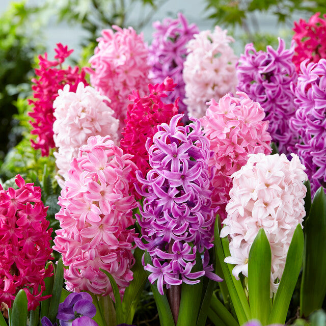 Hyacinths