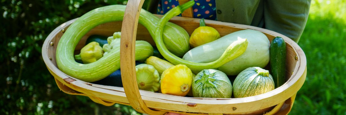 Summer Squash | Hudson Valley Seed Company