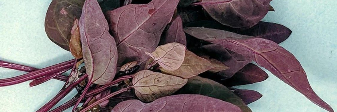 Orach