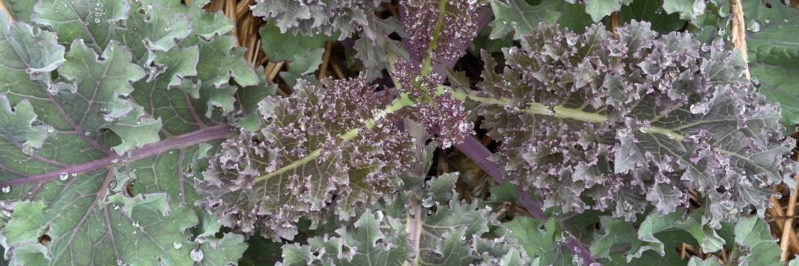 Kale & Collards