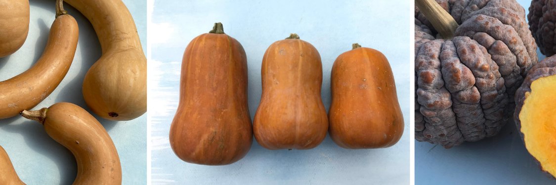 Winter Squash & Pumpkins