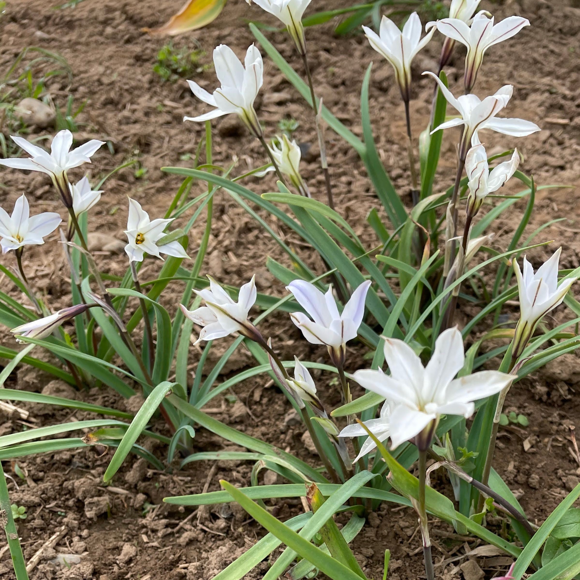 Ipheion