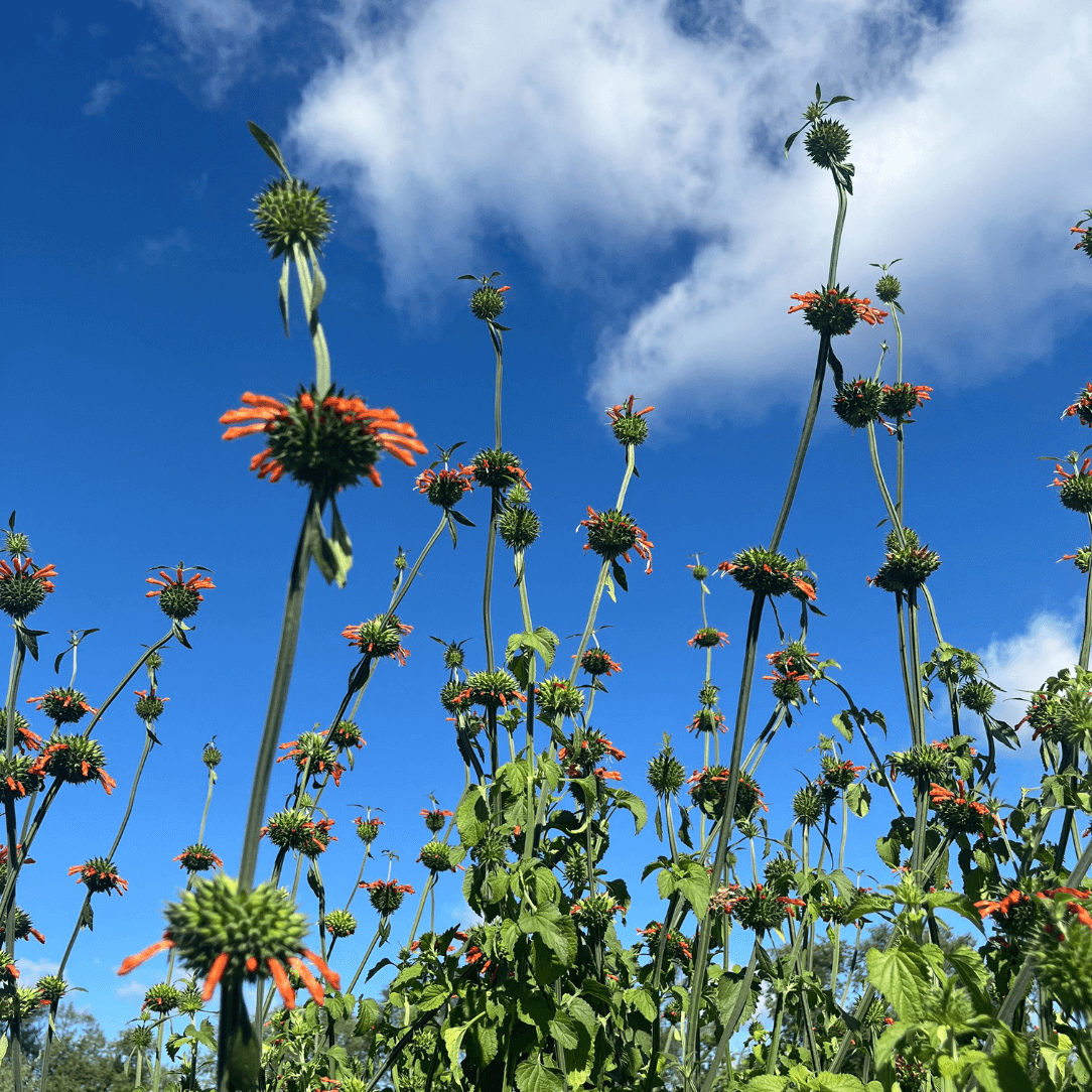 Unusual Plants