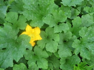 Squash Blossom