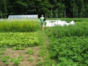 Which are weeds and which are for seeds?