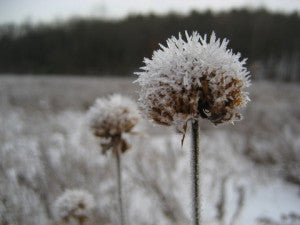 Crystallized bee balm.