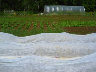 Our seedlings are at all different stages. Many, like eggplants and peppers, are in the hoop house. Some, like tomatoes, are transplanted under cover, and others, like the Chinese Cabbage, and radishes, are out in the open.