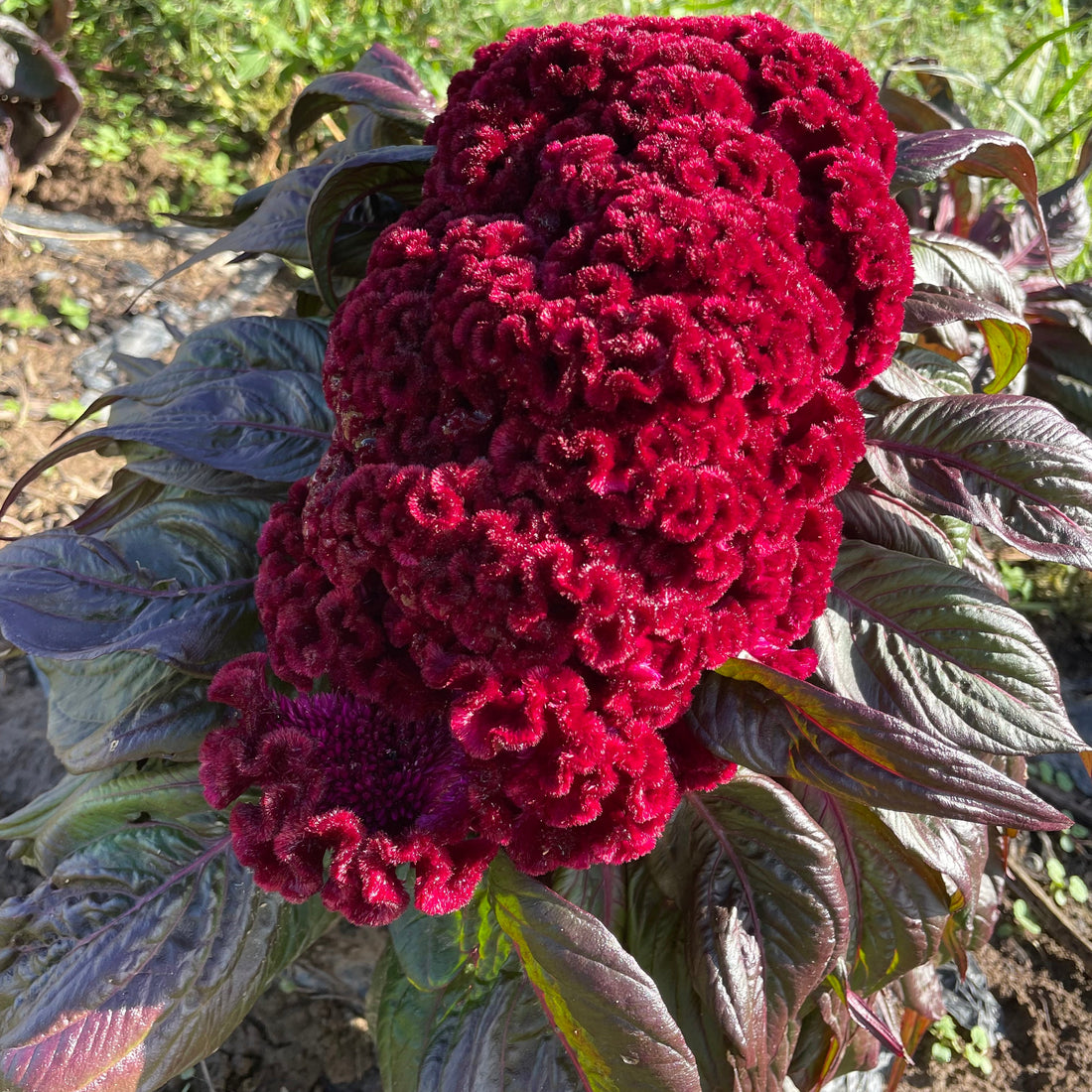 Dracula Celosia Seedlings