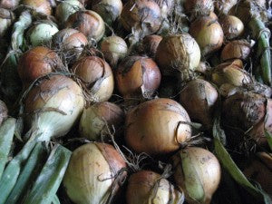 Want tons of onions for next winter? The time to start allium seeds is now.