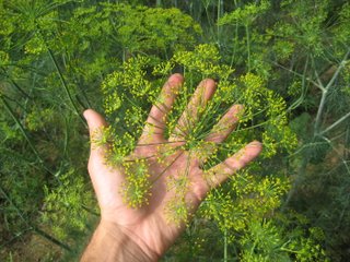 hand and dill