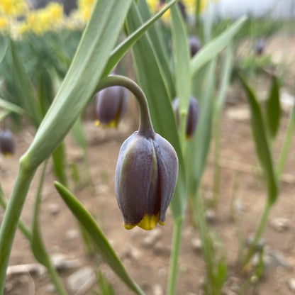 Fritillaria uva-vulpis