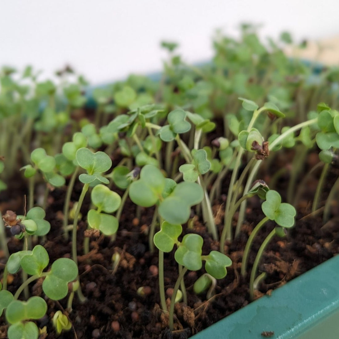 Organic Microgreens: Broccoli Raab