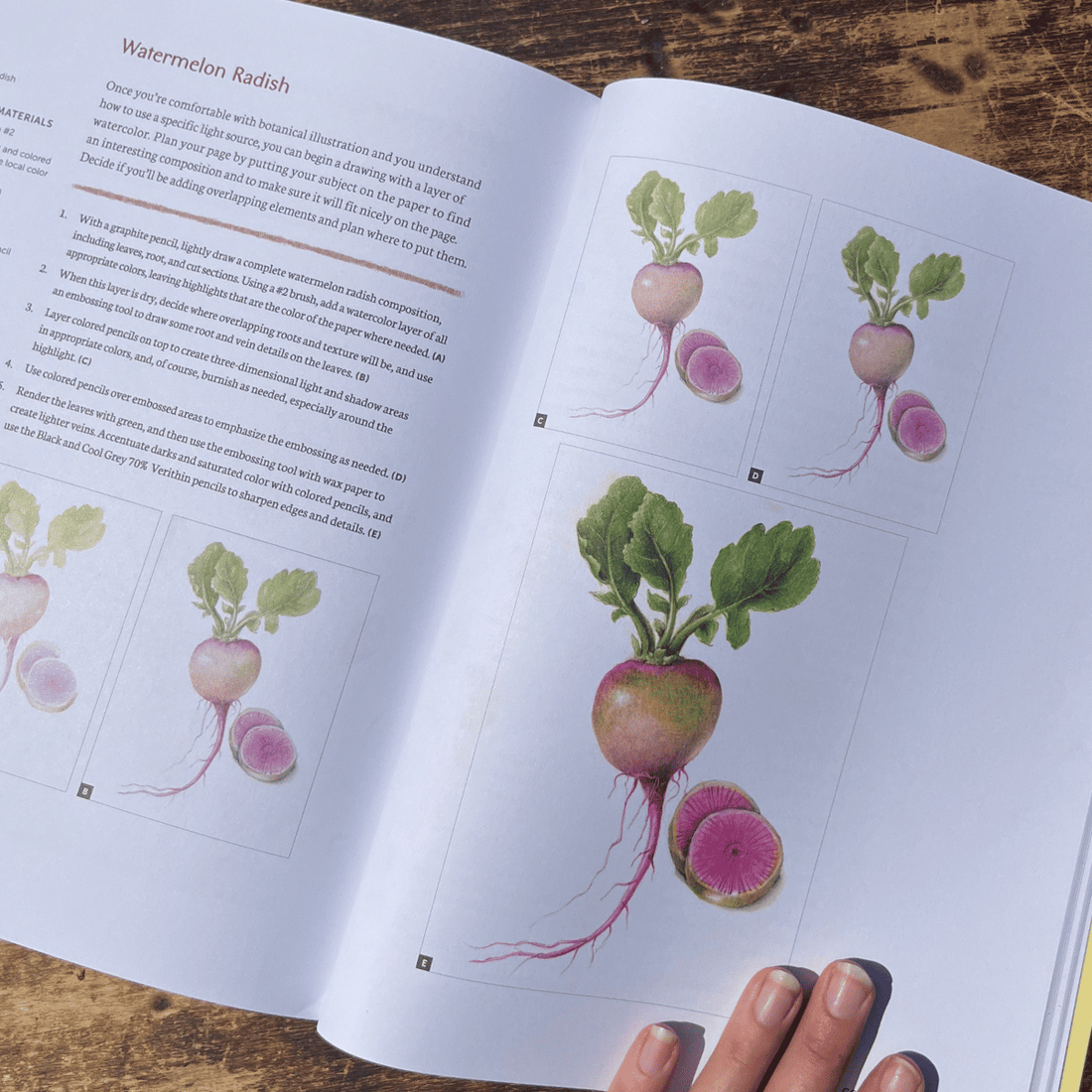 The Joy of Botanical Drawing