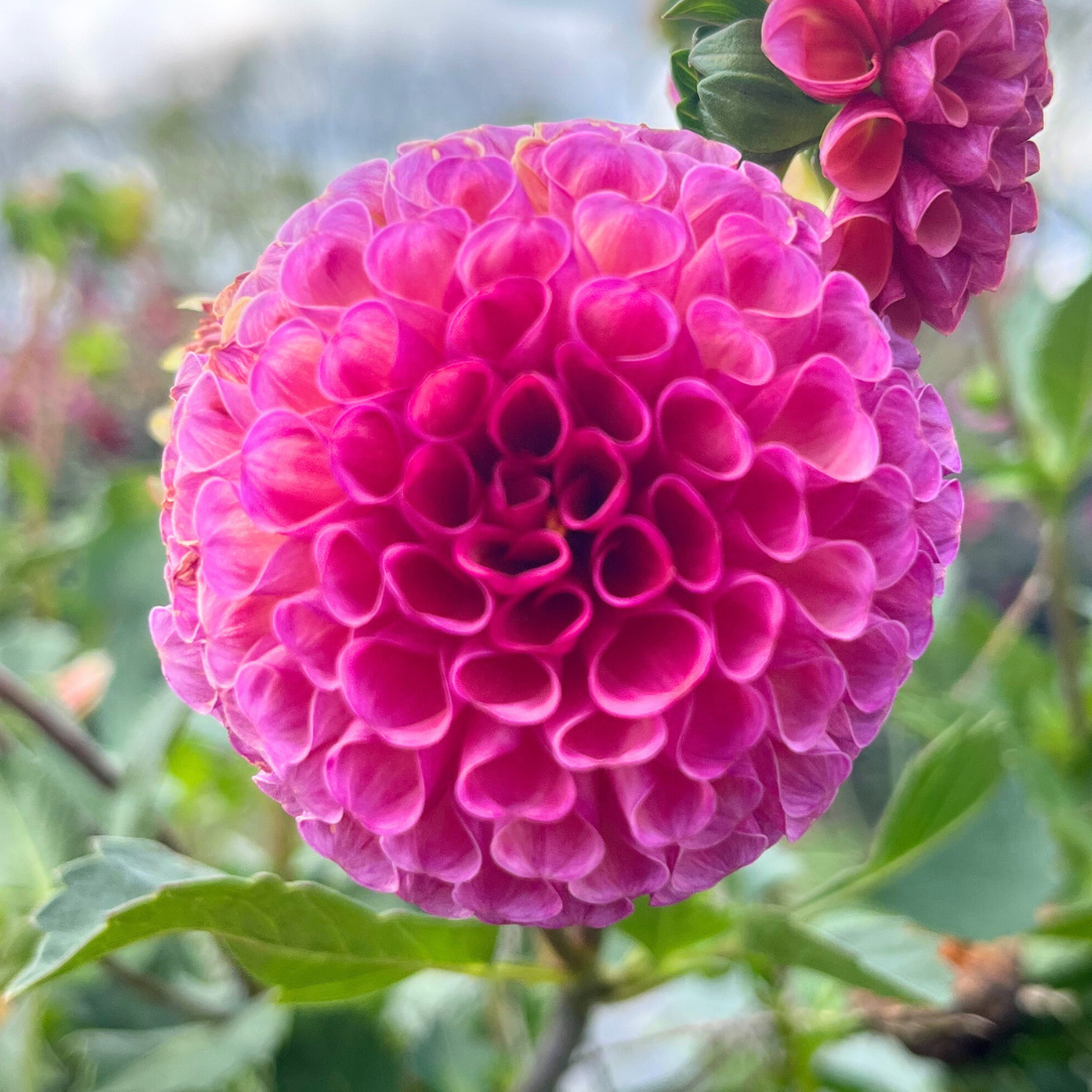 Koko Puff Dahlia Tuber