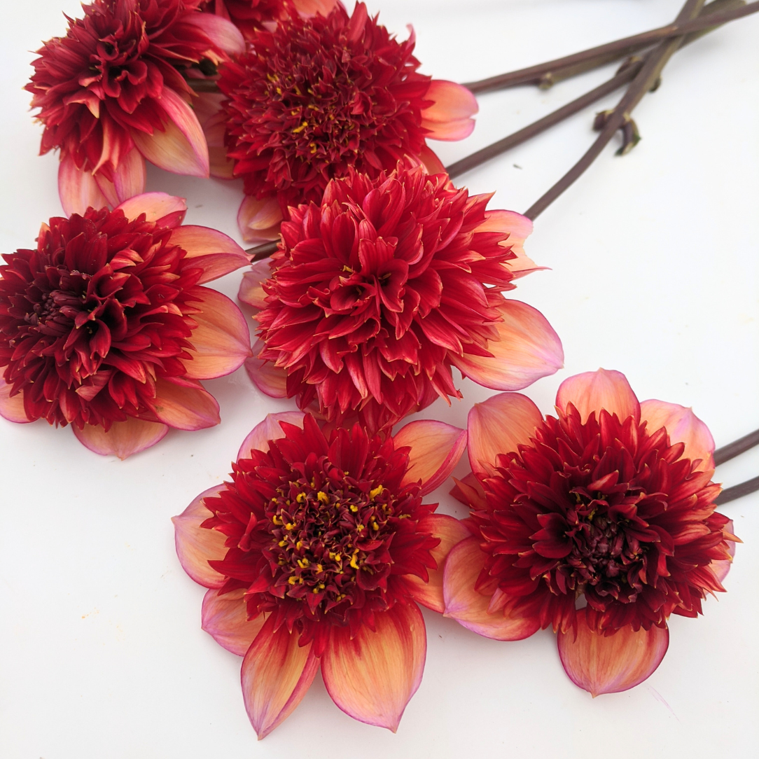 Gitty Up Dahlia Tuber